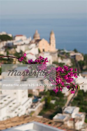 Close-up of flowers on a plant, Parrocchiale di San Gennaro, Amalfi Coast, Vettica Maggiore, Salerno, Campania, Italy