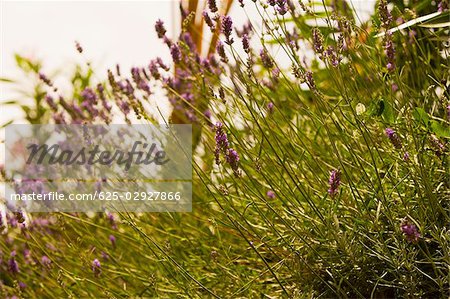 Lavendel Pflanzen in ein Feld, Nationalpark Cinque Terre, La Spezia, Ligurien, Italien