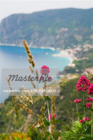 Blumen am Meeresufer, italienische Riviera, Cinque Terre Nationalpark, Mar Ligure, Cinque Terre, La Spezia, Ligurien, Italien