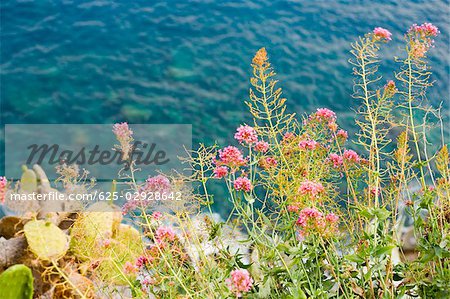 Vue d'angle élevé de plantes, Riviera italienne, Parc National des Cinque Terre, Mar Ligure, Cinque Terre, La Spezia, Ligurie, Italie