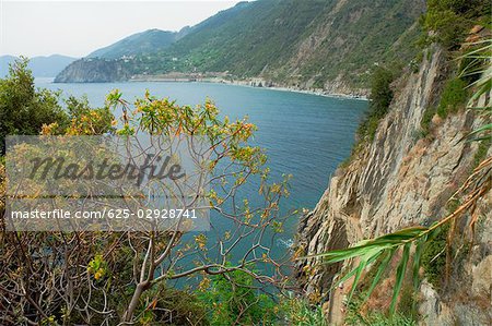 Arbres sur la côte, Riviera italienne, Parc National des Cinque Terre, Italie