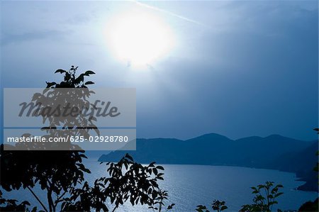 Silhouette of trees at the seaside, Italian Riviera, Cinque Terre National Park, Mar Ligure, Cinque Terre, La Spezia, Liguria, Italy