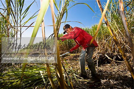 Farmer harvesting sugar canes in a field, Tamasopo, San Luis Potosi, San Luis Potosi State, Mexico