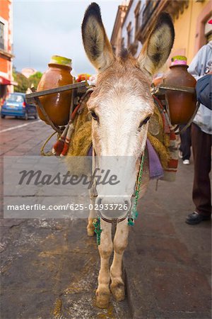Donkey carrying jars on its back, Zacatecas State, Mexico