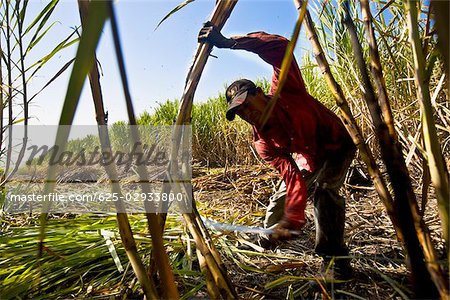 Farmer Ernte von Zuckerrohr in einem Feld, Tamasopo, San Luis Potosi, San Luis Potosi State, Mexiko