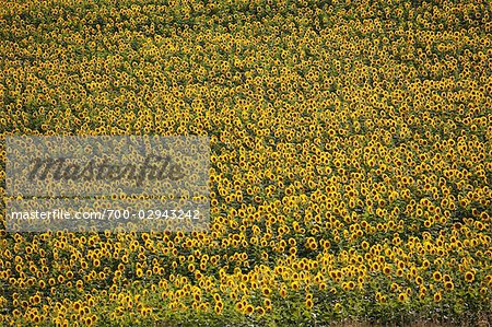 Feld von Sonnenblumen