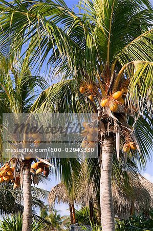 Palm Trees, Cayo Largo, Cuba