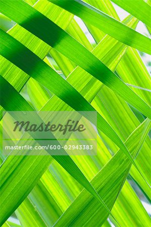 Close-up of Fan Palm Leaves