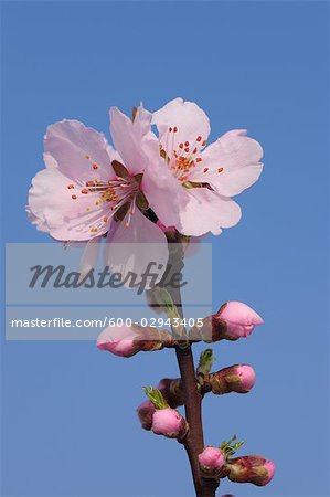 Close-up of Almond Blossoms