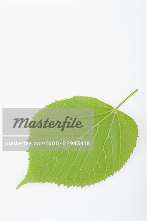 Lime Tree Leaf on White Background