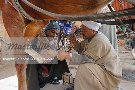 Horse shoeing, Luxor, Egypt, North Africa, Africa