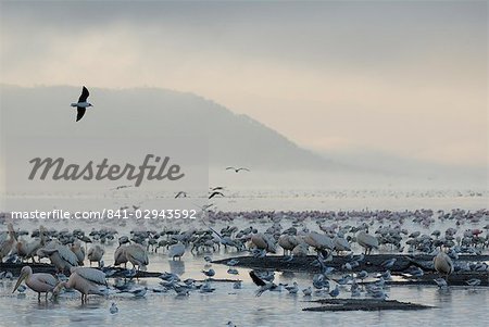 Lake Nakuru National Park, Kenya, East Africa, Africa