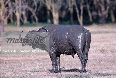 Parc National du lac Nakuru, Kenya, Afrique de l'est, Afrique