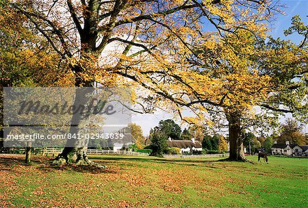 Bauernhöfe in Lyndhurst, New Forest, Hampshire, England, Vereinigtes Königreich, Europa