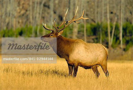 Elk, Yellowstone National Park, Wyoming, United States of America