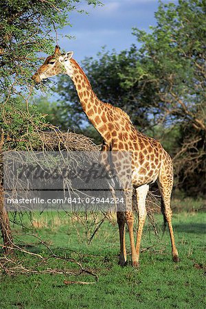 Girafe, réserve de gibier Mkuzi, Natal, Afrique du Sud, Afrique