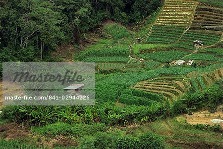 Petits champs de cultures dans les Cameron Highlands, dans la Province de Perak, Malaisie, Asie du sud-est, Asie