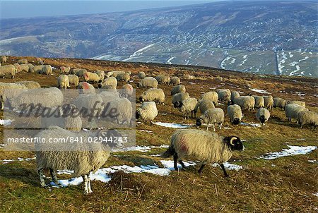 Schafe im Winter, North Yorkshire Moors, England, Vereinigtes Königreich, Europa