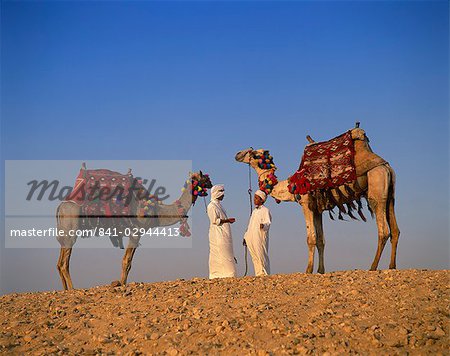 Deux guides avec des chameaux, Gizeh, le Caire, Egypte, Afrique du Nord, Afrique