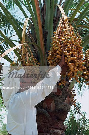 Man picking fruit from a date palm, Bahrain, Middle East