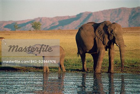 Elefant und Kalb, Fothergill Insel, Lake Kariba, Zimbabwe, Afrika