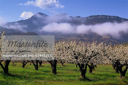 Blossom, Provence, France, Europe