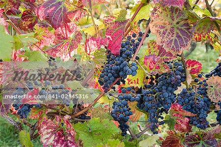 Herbst Trauben und Reben, Denbies Weinberg, Dorking, Surrey, England, Vereinigtes Königreich, Europa