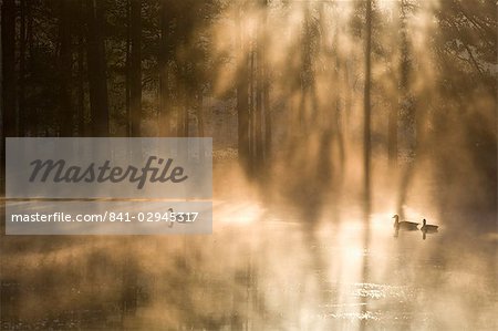 Oies sur lac brumeux à l'aube, Crosswater, Surrey, Angleterre, Royaume-Uni, Europe