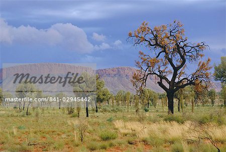 Landscape around Papunya, Northern Territory, Australia