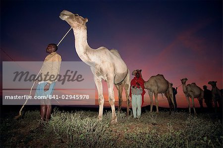 Normadic Kamel Herder bei Dämmerung, Baragoi, Kenia, Ostafrika, Afrika