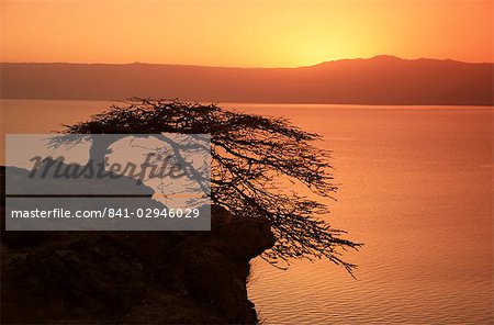 Acacia tree silhouetted against lake at sunrise, Lake Langano, Ethiopia, Africa