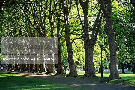 Arbres bordant le parc walk way, Melbourne, Victoria, Australie, Pacifique
