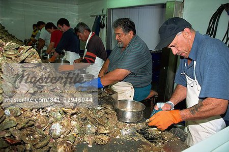 Maoris working processing oysters from shells, Bluff, Southland, South Island, New Zealand, Pacific