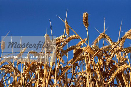 Gros plan des chefs de blé mûr dans un champ en Angleterre, France, Europe