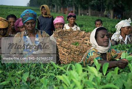 Picking tea on a plantation, Bonga forest, Ethiopia, Africa