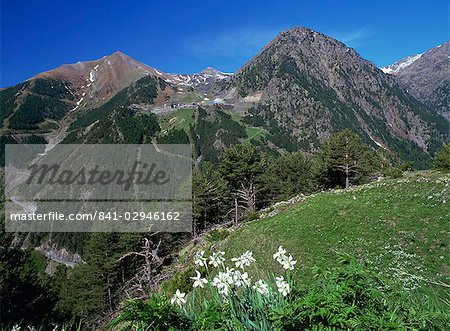 Poets narcissus (Narcissus poeticus) and view west across the Arinsal valley to the Arinsal ski station in early summer, Arinsal, Percanela, Andorra, Europe