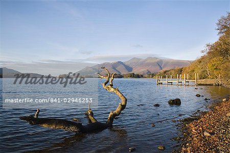 Log in water near Barrow Bay landing on Derwent Water, looking north to Skiddaw in autumn, Keswick, Lake District National Park, Cumbria, England, United Kingdom, Europe