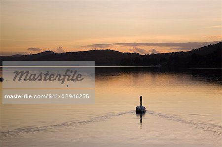 Cygne nageant au coucher du soleil sur Coniston Water, à l'automne, Coniston, Parc National de Lake District, Cumbria, Angleterre, Royaume-Uni, Europe
