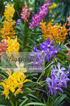 Close-up of purple orchid flowers in Tan Hoon Siang Misthouse in National Orchid Garden in Botanic Gardens, Singapore, Southeast Asia, Asia