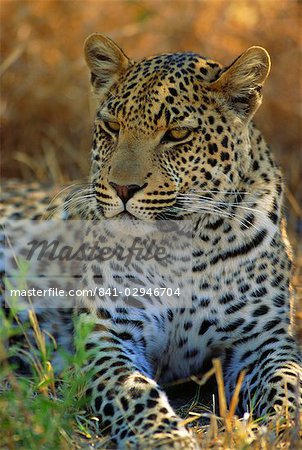 Portrait d'un léopard (Panthera pardus), Delta de l'Okavango, au Botswana