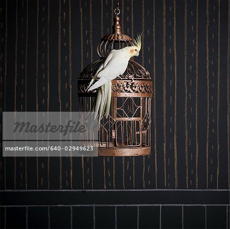 birdcage and a cockatiel