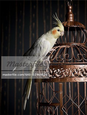 birdcage and a cockatiel