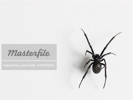 Black widow spider