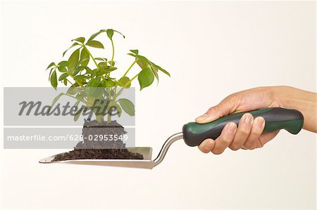 Person holding trowel with seedling