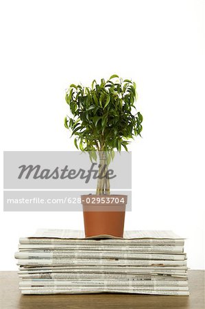 Potted plant on stack of newspapers, Germany