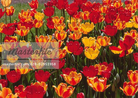 Gelbe und rote Tulpen im Feld