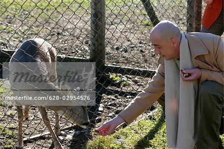 Man feeding a deer