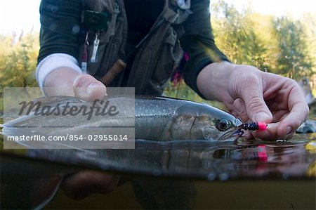 Unterwasser Schuss Fischers hält einen Fisch mit dem Köder gefangen in Mund Kenai-Halbinsel Alaska