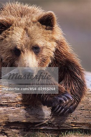 Gros plan d'un ours brun en captivité dans le centre de Conservation de la faune de l'Alaska. Été dans le centre-sud de l'Alaska.