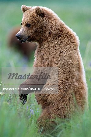 Brown bear standing upright in grass near McNeil River. Summer in Southwest Alaska.